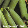 Pea ~ Onward (untreated seed)