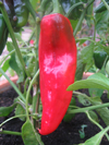 Sweet Pepper ~ Long Red Marconi (April)