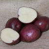 Seed Potatoes