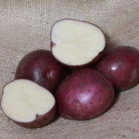 Arran Victory - 1kg bag Organic seed potato (February)