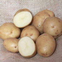 British Queen AGM - 1kg bag Organic seed potato (February)