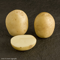 Casablanca - 1kg bag - Organic seed potato (February)