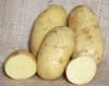 Charlotte AGM - 1kg bag - Organic seed potato (February)