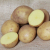 First Early Potatoes