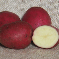 Red Duke of York - 1kg bag - Conventional seed potato (February)