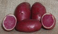 Highland Burgundy Red - 1kg bag - Organic seed potato (February)