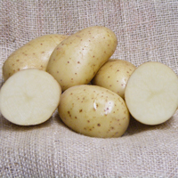 Lady Balfour - 1kg bag - Organic seed potato (February)