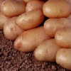 Swift - 1kg bag - Organic seed potato (February)