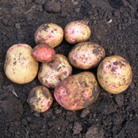 Cara - 1kg bag - Organic seed potato (February)