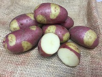 Organic Pink Gypsy - 1kg bag - Organic seed potato (February)