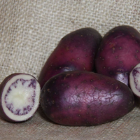 Shetland Black - 1kg bag - Conventional seed potato (February)