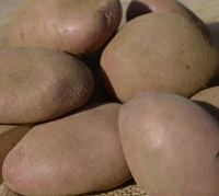 Axona - 1kg bag - Conventional seed potato (February)