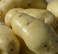 Kifli - 1kg bag - Conventional seed potato (February)