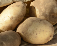 Srpo Shona - 1kg bag - Conventional seed potato (February)