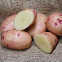 Mary's Rose (EM10) - 1kg bag - Organic seed potato (February)