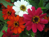 Zinnia ~ Profusion Mix (May)