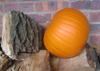 Pumpkin ~ Jack O'Lantern (Late May)