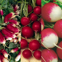 Radishes ~Mixed (organic seed)