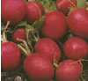 Radishes ~ Cherry Belle (organic seed)