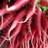 Radishes ~ China Rose (untreated seed)