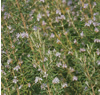 Rosemary (Late May)