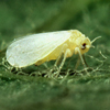 Whitefly Control