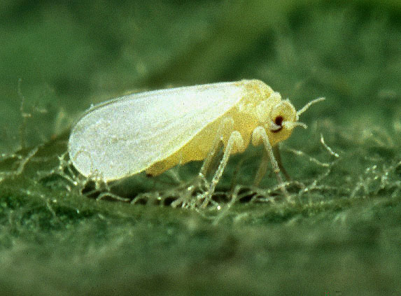 Whitefly image