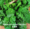 Spinach ~ Giant Winter (organic seed)