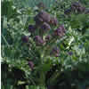 Late purple sprouting broccoli ~ Claret F1 (July)