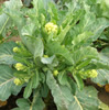 Broccoli ~ Burbank (Early White Sprouting) (Aug)