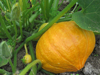 Squash ~ Orange Summer F1 (Late May)