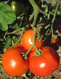 Tomato ~ Crimson Crush F1