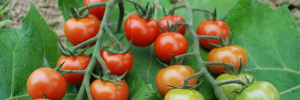 Blight-tolerant outdoor tomato collection