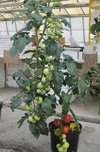 Grafted Tomato ~ Shirley F1 (April)