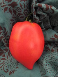 Tomato ~ Stamford Ugly