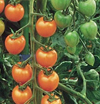 Grafted Tomato ~ Sungold F1 (April)