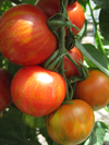 Tomato ~ Tigerella (March)