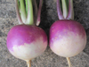 Turnip ~ Sweetbell F1 (June)