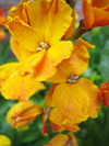 Wallflower ~ Fire King (September)