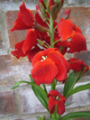 Wallflower ~ Scarlet Emperor (September)