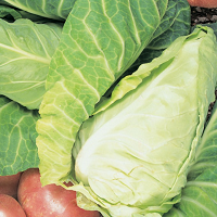 Cabbage ~ Wheeler's Imperial (Spring) (September)