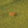 Red Spider Mite Control Phytoseiulus