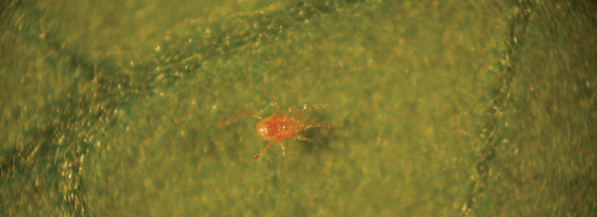 Red Spider Mite Control Phytoseiulus image