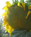 Sunflower ~ Giant Single (untreated seed)